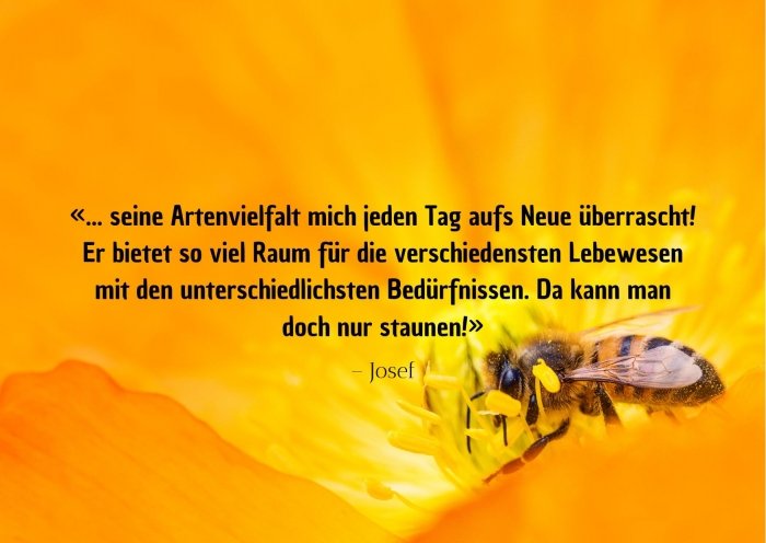 Ein Spruch vor dem Hintergrund einer gelben Blüte mit Biene