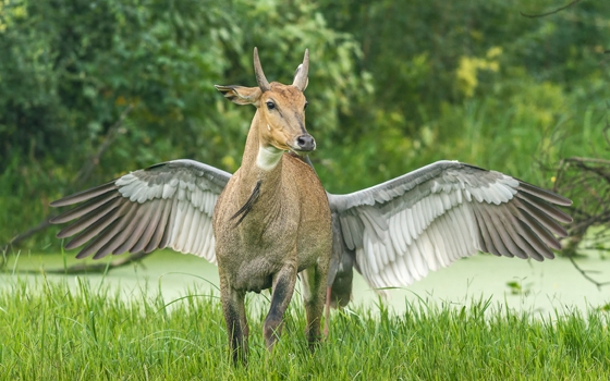 Comedy Wildlife Photography Awards: Nilgauantilope sieht aus wie Pegasus