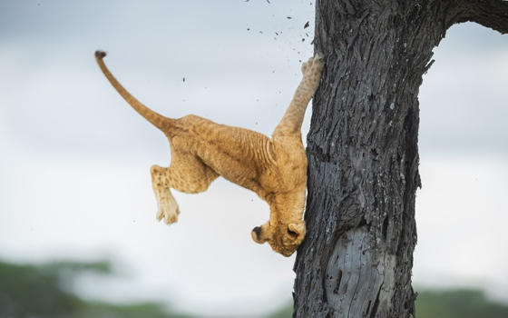 Comedy Wildlife Photography Awards: Ein Löwe rennt gegen einen Baum