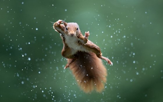 Ein Eichhörnchen macht einen grossen Luftsprung