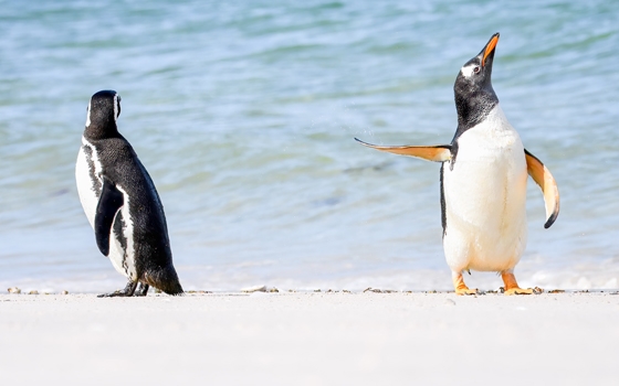 Zwei Eselspinguine am Wasser kehren sich voneinander ab