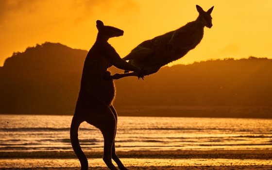 Zwei Kängurus am Strand bei Sonnenuntergang