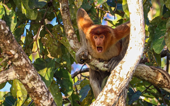 Ein Affe in einer Baumkrone schreit oder schaut verblüfft