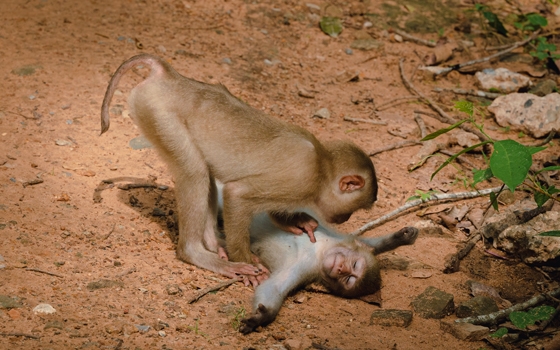 Comedy Wildlife Photography Awards: Zwei Affen spielen Doktor
