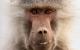 Comedy Wildlife Photography Awards: Ein grinsender Affe