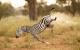 Comedy Wildlife Photography Awards: Ein Zebra fängt sich vor dem Fall