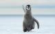 Die lustigsten Tierfotos 2022: Ein rennender Baby-Pinguin