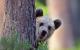 Comedy Wildlife Photography Awards: Ein Bär schaut hinter einem Baum hervor