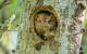 Comedy Wildlife Photography Awards: Zwei Eulen in einem Baumloch