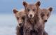 Comedy Wildlife Photography Awards: Drei Baby-Bären
