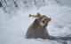 Comedy Wildlife Photography Awards: Ein Bär auf der Jagd