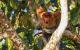 Die lustigsten Tierfotos 2022: Ein staundender Affe im Baum