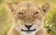 Eine finster grinsende Löwin: Comedy Wildlife Photography Awards