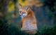 Ein zwinkernder Fuchs wurde für die «Comedy Wildlife Photography Awards» ausgewählt