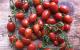 Tomaten einkochen: Ein fixes Sugo-Rezept für den Vorratsschrank