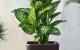 Atme grün: 13 luftreinigende Zimmerpflanzen zur Belebung deines Raumes