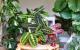 Atme grün: 13 luftreinigende Zimmerpflanzen zur Belebung deines Raumes