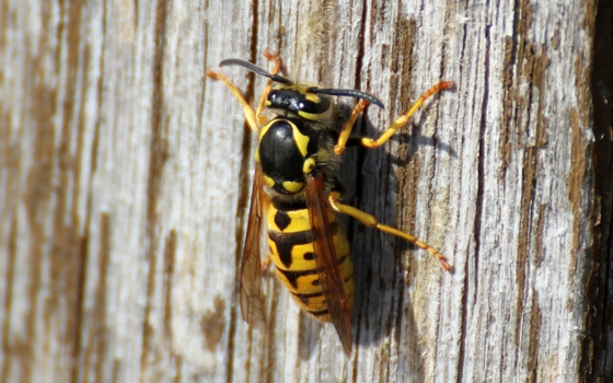 eine Wespe sitzt auf Holz 