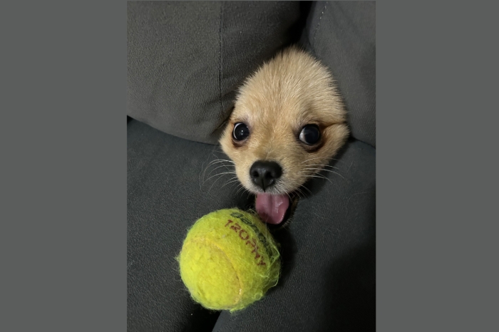 ein Hundegesicht ragt zwischen den Sofafalten hervor, vor ihm ein Ball