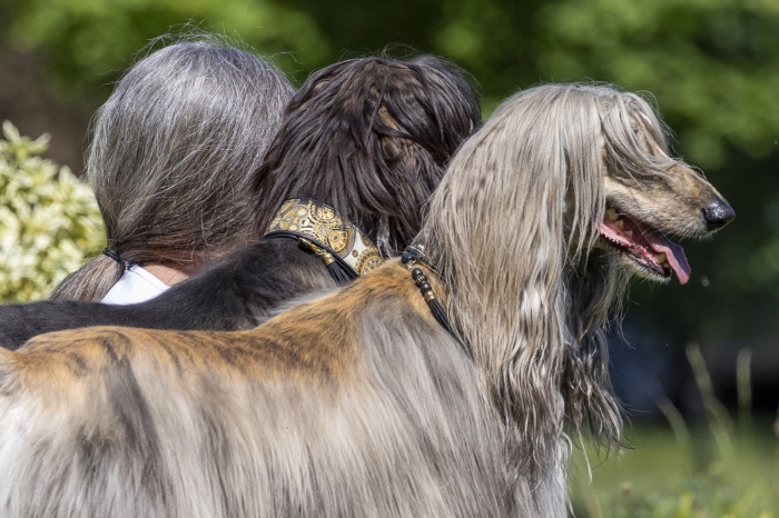 Die Comedy Pet Photo Awards: zwei Hunde von hinten mit ihrer Besitzerin