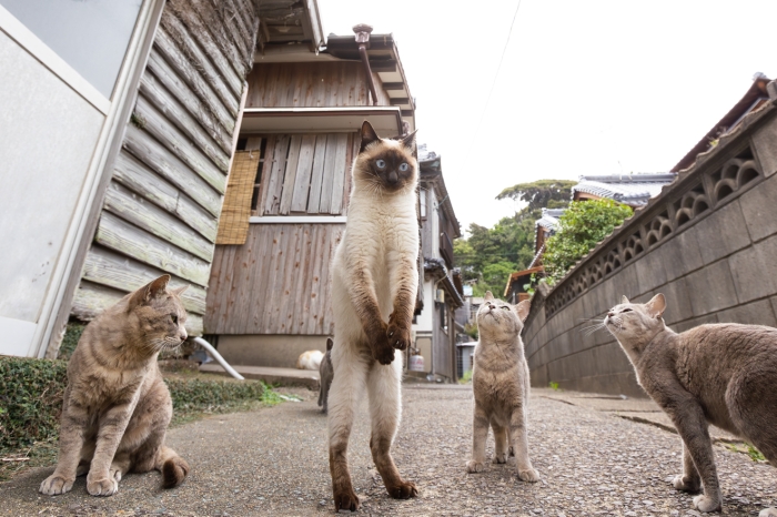 fünf Katzen, eine steht in der Mitte auf ihren Hinterpfoten, die anderen sind ganz relaxed