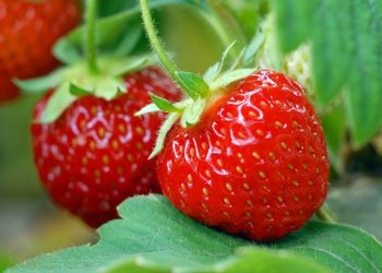 Erdbeeren: Anbauen, ernten und geniessen
