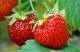 Erdbeeren pflanzen: Der Verlauf vom Setzling zur Frucht