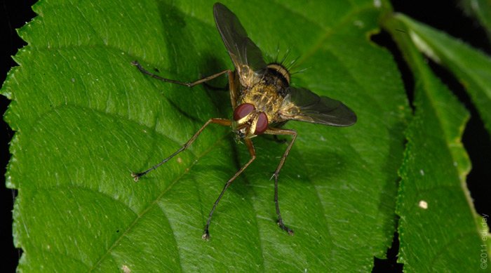 Biodiversität: Fliege
