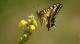 Biodiversität: Schwalbenschwanz