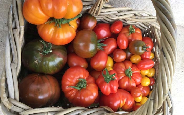 Etwa ab Juli können Sie sich an sonnengereiften, fruchtig-frischen Tomaten erfreuen. Selbst für den Balkon ist die Vielfalt unbeschreiblich. Hier ein Korb, der von 5, 6 Pflanzen auf dem Balkon der Redaktion gepflückt wurde. Foto © Jürgen Rösemeier-Buhmann
