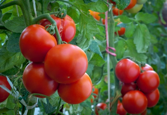 Saftig, rote und aromatisch duftende Tomaten aus dem eigenen Anbau schmecken einfach am besten. Wir zeigen Ihnen den Weg vom Tomatensamen zur erntefertigen Frucht und liefern hilfreiche Tipps zum Anbau und zur Pflege. Foto © fotokostic / iStock / Thinkstock  
