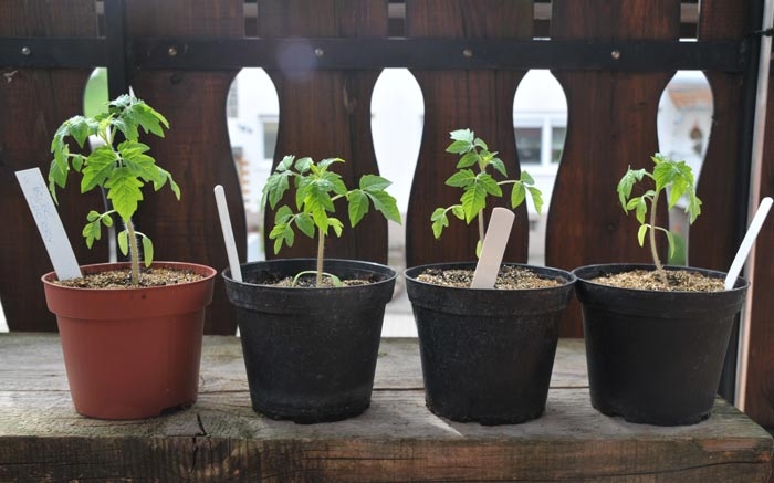 Tomaten selbst anbauen: Das Wachstum