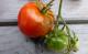 Tipps zur Schädlingsbekämpfung beim Anbauen von Tomaten