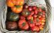 Tomaten selbst anbauen: Wenn die Erntezeit gekommen ist
