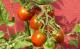 Tomaten anbauen: Die letzte Ernte