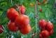 Tomaten anbauen - Vom Samen bis zur Ernte