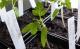 Tomaten im Biogarten anbauen: Das erste Umtopfen