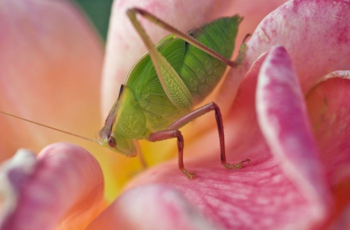 Blattläuse: Natürliche Hausmittel gegen die Gartenschädlinge