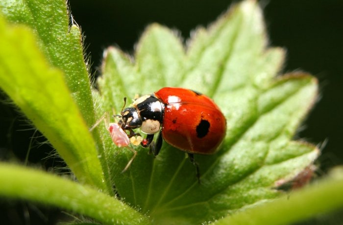 Marienkäfer: Die natürlichen Feinde der Blattläuse
