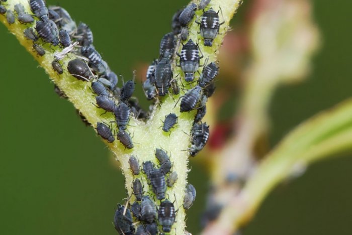 Schädlinge im Garten: Am Pflanzenstängel finden Blattläuse den meisten Saft