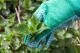 Brennessel-Jauche als natürliches Hausmittel gegen Blattläuse