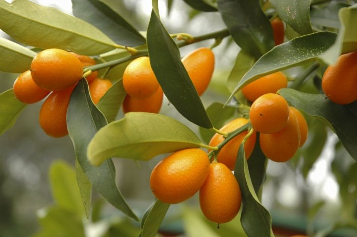 Exotische Früchte: Kumquat