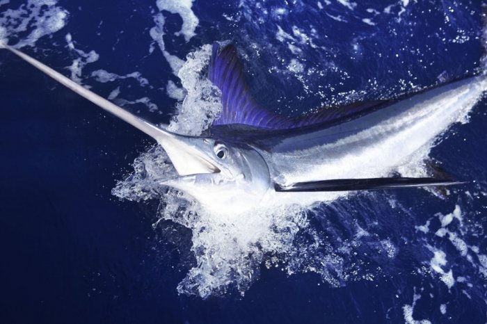 Fischratgeber: Schwertfisch