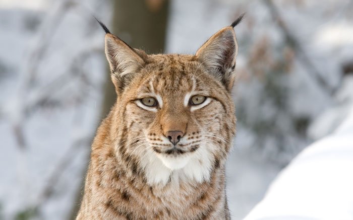 Wildtiere in der Schweiz: Eurasischer Luchs