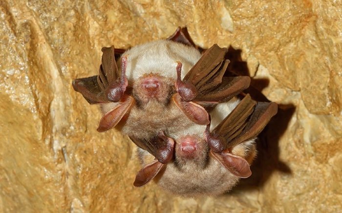 Fledermäuse flattern durch die Nacht und schlafen tagsüber in Höhlen