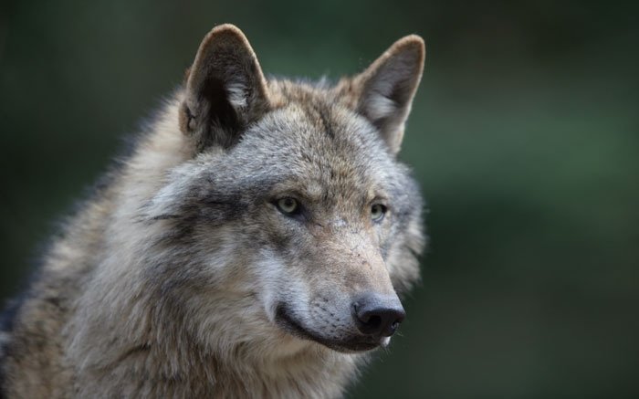 Wildtiere in der Schweiz: Wölfe