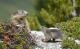 Wildtiere in der Schweiz: Alpenmurmeltiere