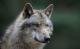 Wildtiere in der Schweiz: Wölfe