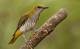 Vogel des Jahres in der Schweiz: Pirol am Nest