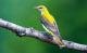 Vogel des Jahres in der Schweiz: Pirol